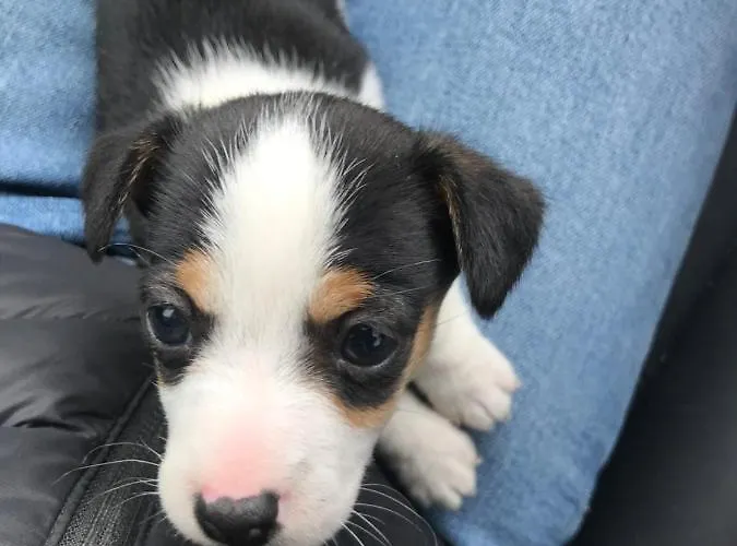Alloggio per agriturismo Muckross Riding Stables *