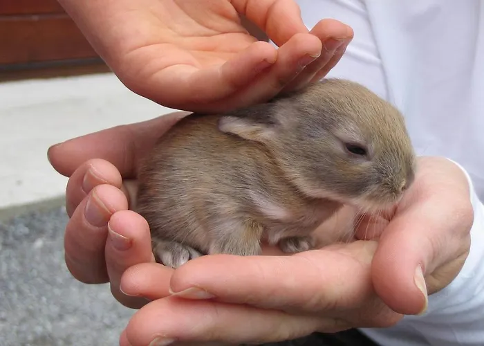 Alloggio per agriturismo Muckross Riding Stables Cill Airne