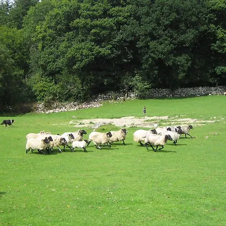 Muckross Riding Stables Killarney