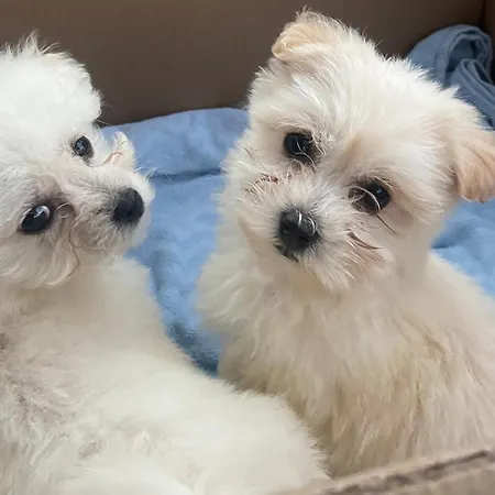 Alojamento de Turismo Rural Muckross Riding Stables *