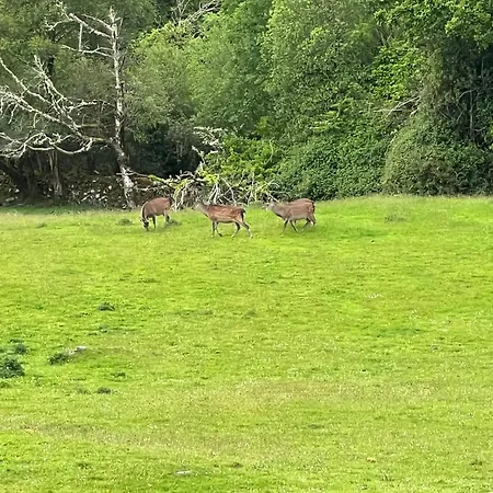 Muckross Riding Stables