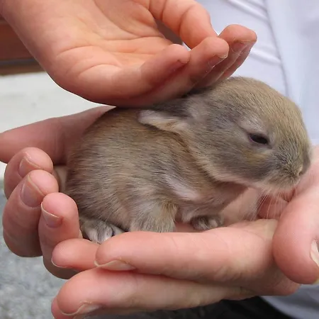 Farm stay Muckross Riding Stables Killarney