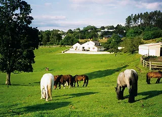 Çiftlik konaklama Muckross Riding Stables