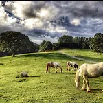 مزرعة للإقامة Muckross Riding Stables
